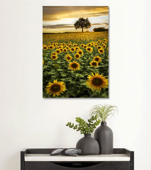 Big Sunflower Field Big Sunflower Field